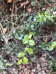 Diospyros nummularia