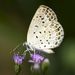 Pale Grass Blue - Photo (c) Sterling Sheehy, some rights reserved (CC BY), uploaded by Sterling Sheehy