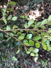 Diospyros nummularia