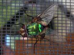 Chrysorutilia