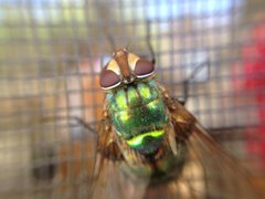 Chrysorutilia