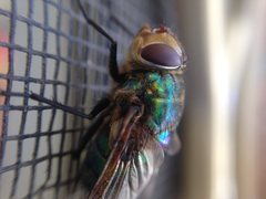 Chrysorutilia