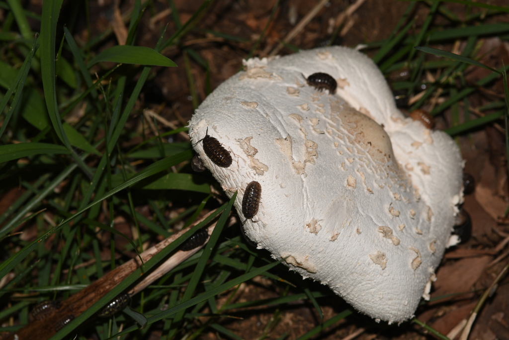 Chlorophyllum molybdites · July 2024 · photo: © hawkparty (iNaturalist, cc-by)