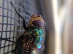Chrysorutilia