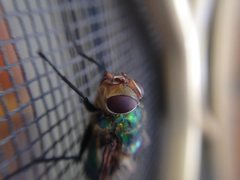 Chrysorutilia