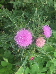 Cirsium japonicum australe