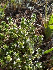 Thymus zygis