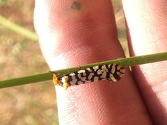 Moerarchis clathrata