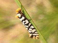 Moerarchis clathrata