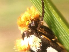 Moerarchis clathrata