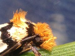 Moerarchis clathrata