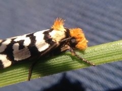 Moerarchis clathrata