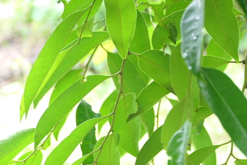 Kanara ebony (Diospyros candolleana)