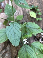 Phaulopsis imbricata