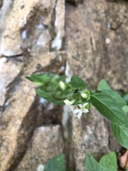 Phaulopsis imbricata