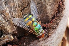Chrysorutilia