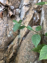 Phaulopsis imbricata