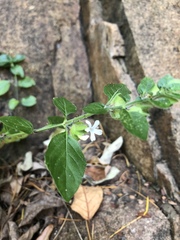 Phaulopsis imbricata