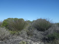 Thamnochortus spicigerus