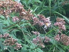 Eupatorium shimadae