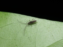 Paronellidae
