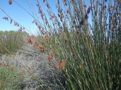 Thamnochortus spicigerus