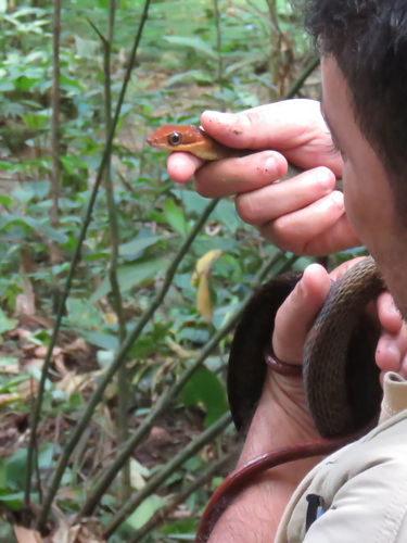 Red-headed Forest Racer
