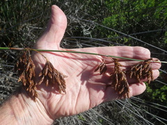 Thamnochortus spicigerus