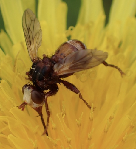 Ferruginous Bee-Grabber, Goeree-Overflakkee, Goedereede, South Holland, NL, photo 7 of 10