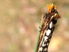 Moerarchis clathrata