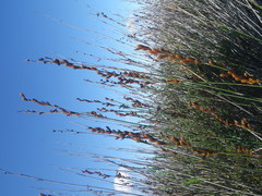 Thamnochortus spicigerus