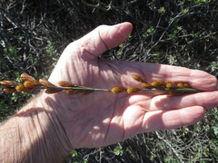 Thamnochortus spicigerus