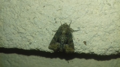 Oligia latruncula