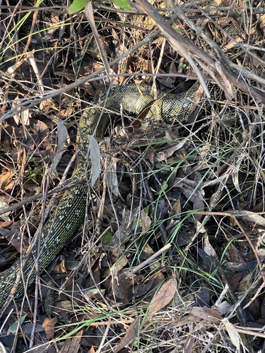 Diamond Python sighting