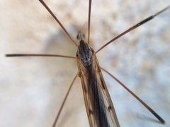 Paralimnophila