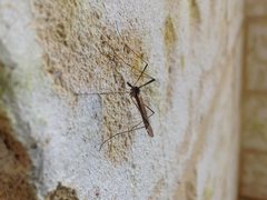 Paralimnophila
