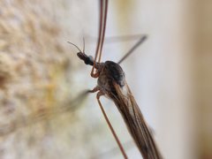 Paralimnophila