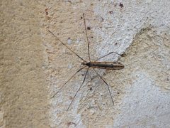 Paralimnophila