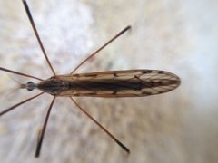Paralimnophila