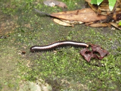 Spirobolellus antipodarus