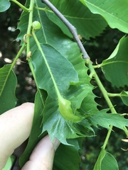 Dryocosmus kuriphilus