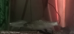 Tor