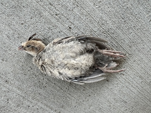 iNaturalist observation photo of Gambel's Quail