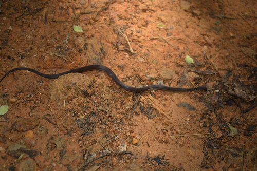 Orange-bellied Snake