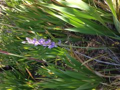 Thelymitra paludosa