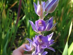 Thelymitra paludosa
