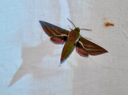 Deilephila elpenor