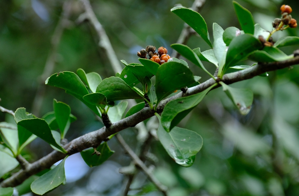 Winged-Fruit Spikethorn