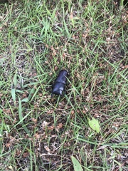 Dorcus rectus rectus