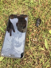 Dorcus rectus rectus